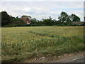 Wheat field Upper Pond Street