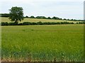 SU4846 : Tree on the boundary of a barley field by Christine Johnstone