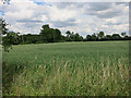 Field near Cole End