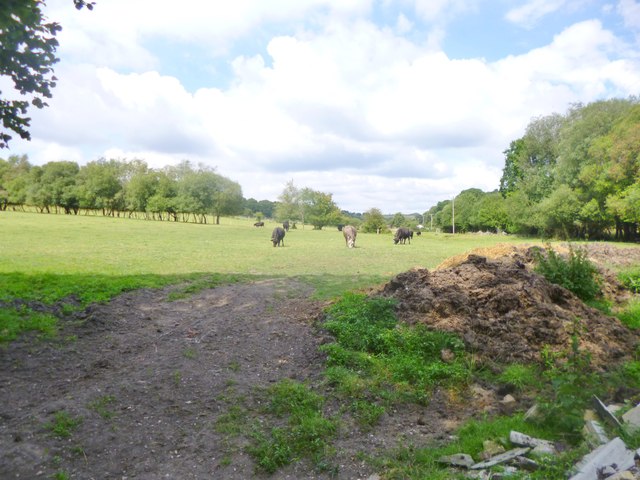 Furze Hill, cattle grazing