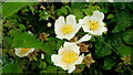 White wild rose