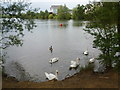 Swans at Leybourne Lakes Country Park