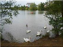 TQ7059 : Swans at Leybourne Lakes Country Park by Marathon