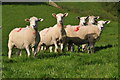 North Devon : Sheep Grazing