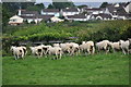 North Devon : Sheep Grazing