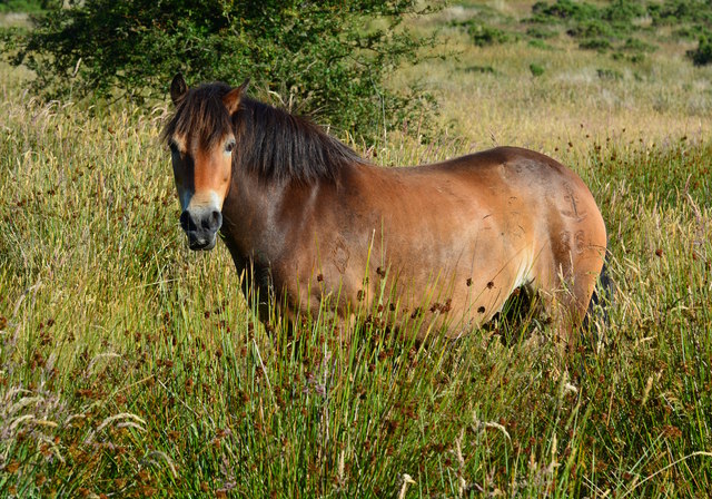 Exmoor Pony at Winsford Hill, Somerset