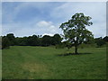 Farmland north of Hollington Road