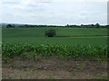 Crop field west of Hollington