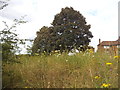 Wild flowers on Ham Lands