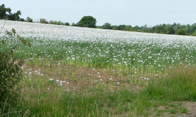 Entrance to a field of poppies, south of Stoke Charity