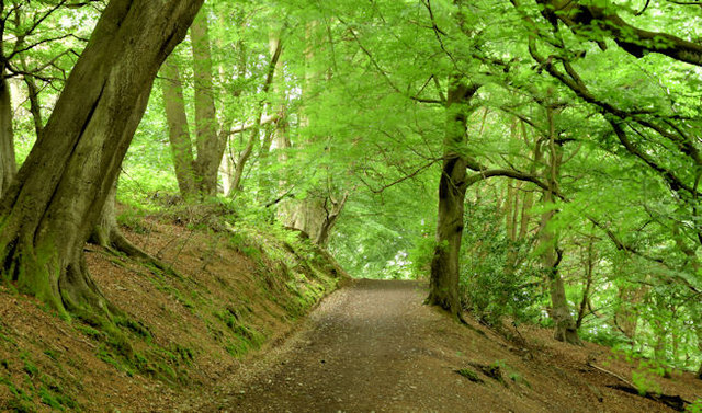 Path and trees, Redburn Country Park,... © Albert Bridge cc-by-sa/2.0 ...