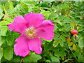 Rosa rugosa 