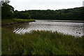 Mill Pool, Stoke Gabriel