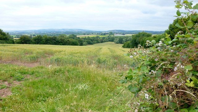 Wheat field west of Coddington