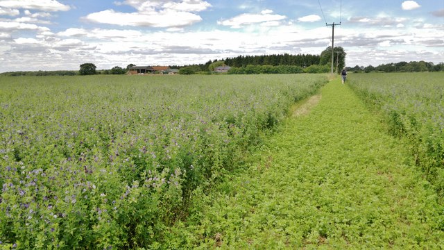 Walking through a field of alfalfa