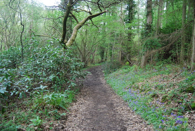 Track in Dudwick Wood