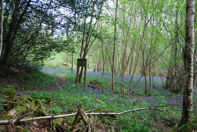 Bluebells, William's Wood