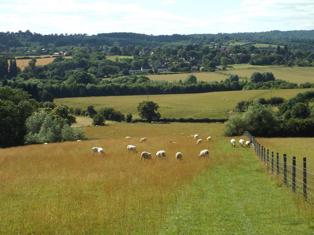 Sheep on the slopes of Newbourne Hill