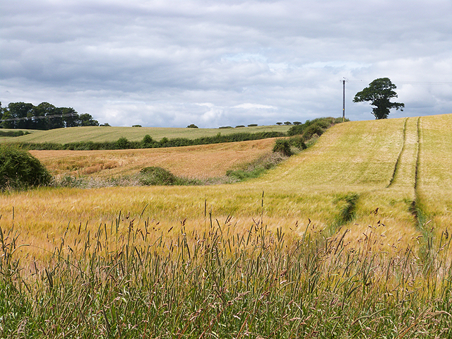 Field of barley by the River Teviot