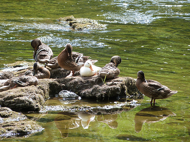 Assorted ducks on the River Teviot