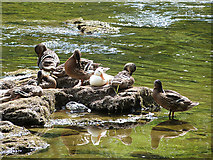 NT7032 : Assorted ducks on the River Teviot by Oliver Dixon
