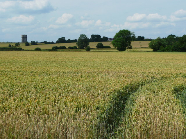 View across a cornfield, Stondon