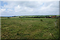 Cows grazing near Priske Farm