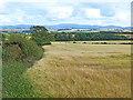 Field of barley at Bartlehill Farm