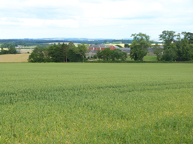 Field of wheat at Bartlehill Farm