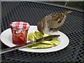 Lindisfarne sparrow