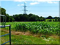 Field with pylon by Pains Flat