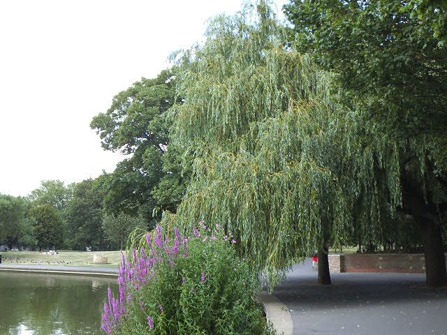 Willow tree in Burgess Park