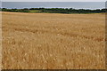 Torridge : Crops Growing