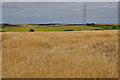 Torridge : Crops Growing