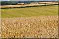 Torridge : Crops Growing