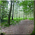 Stapleford Wood