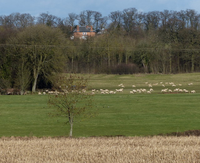 Sheep and pasture near Wistow