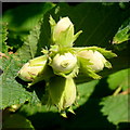 Common Hazel, Corylus avellana