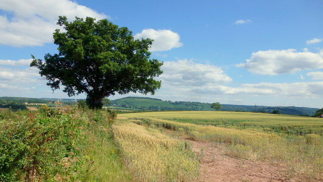 Oak tree and wheat crop