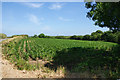 Maize field near Newtown-in-St Martin