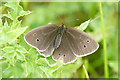 Ringlet (Aphantopus hyperantus), Restenneth, Forfar