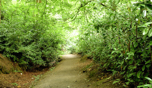 Wooded path, Derriaghy (July 2014)