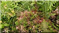 Dodder on gorse