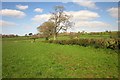 ST4503 : Field boundary near West Dibberford Farm by Derek Harper