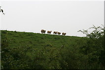 TA0546 : Sheep-walk along the bank of the River Hull near Aike by Chris