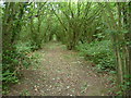 The Greensand Way passing through coppiced woodland