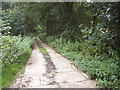 Concrete road in Haveringland Hall Park