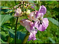 Himalayan Balsam and bee