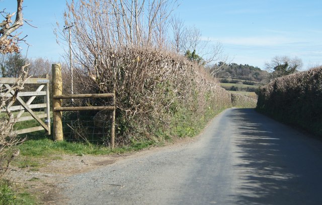 High hedges - Devon lanes