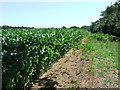 Crop Of Maize